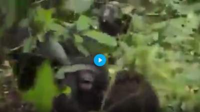 Ugandada maymun savaşı video-1